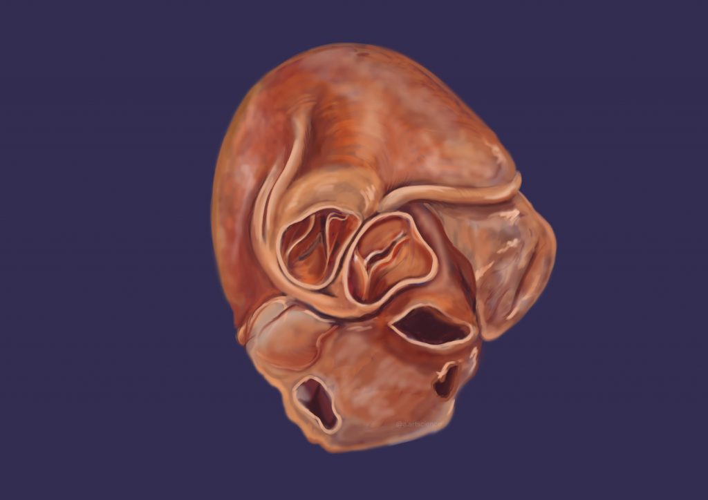 Superior Heart diagram (Credit to sciartink) by Amie Fernandez