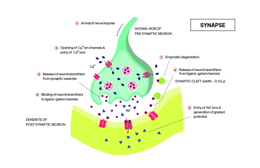 Pictorial representation of  Synapse representation with outlines describing every parts of Synapse by Rutuja Chalke

 