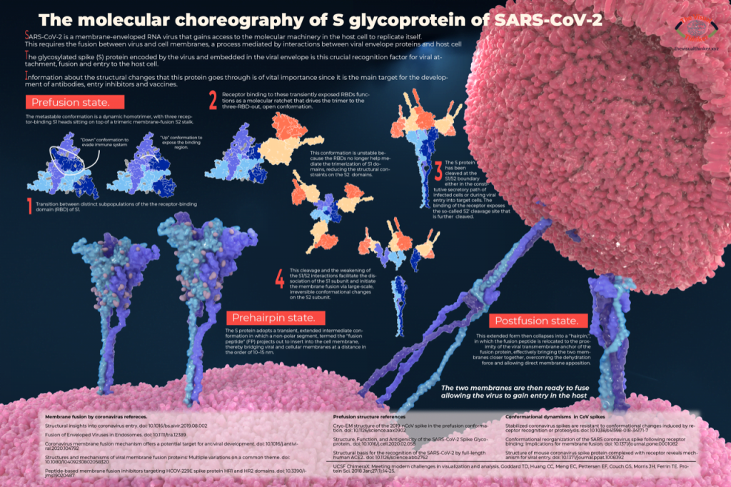 A detailed graphical representation of the molecular choreography of S glycoprotein of SARS-CoV2 (2020) by Gloria Fuentes