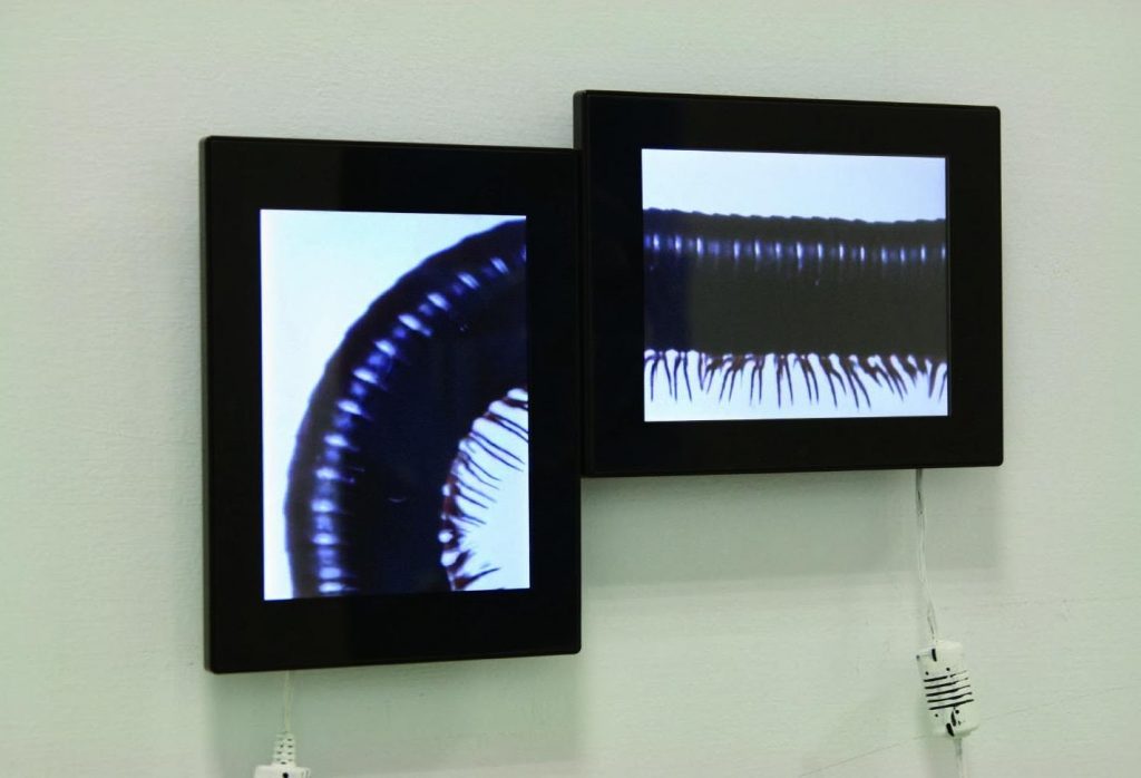 Two adjacent video screens showing segments of a millipede as it crawls around.