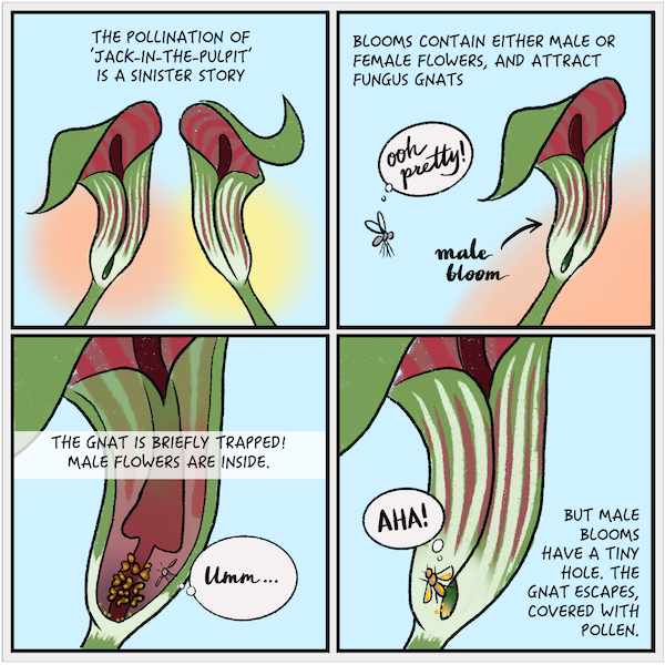alt text: A four-panelled comic strip about jack-in-the-pulpit and gnats, part one of two. The first panel shows two jack-in-the-pulpit flowers. Text above reads “THE POLLINATION OF ‘JACK-IN-THE-PULPIT’ IS A SINISTER STORY.” In the second panel, text above reads “BLOOMS CONTAIN EITHER MALE OR FEMALE FLOWERS, AND ATTRACT FUNGUS GNATS” under which shows a male bloom of jack-in-the-pulpit on the right and a flying gnat on the left with a thought bubble that reads “ooh pretty!” In the third panel, text across the middle reads “THE GNAT IS BRIEFLY TRAPPED! MALE FLOWERS ARE INSIDE.” The drawing shows a vertical cross section of the flower, showing the inner spadix and inflorescence of the jack-in-the-pulpit, and a gnat that’s trapped inside with a thought bubble that reads “umm…” On the bottom right of the last panel, text reads “BUT MALE BLOOMS HAVE A TINY HOLE. THE GNAT ESCAPES, COVERED WITH POLLEN.” The drawing shows a gnat finding the hole in the jack-in-the-pulpit through which to escape. A thought bubble shows the gnat thinking “AHA!”