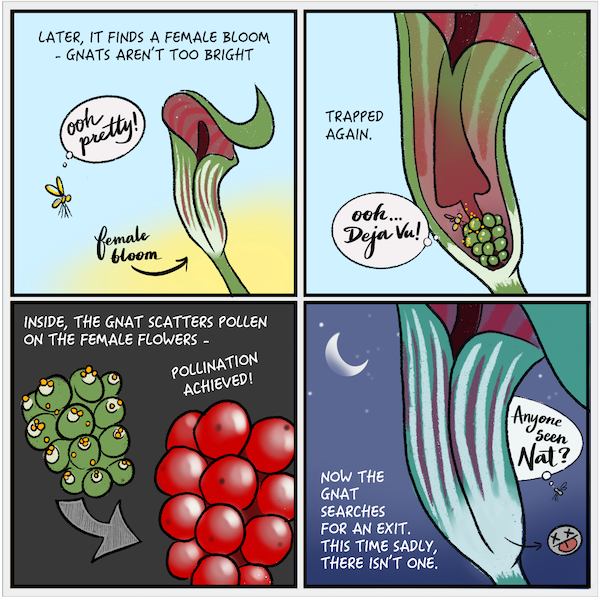 alt text: A four-panelled comic strip about jack-in-the-pulpit and gnats, part two of two. In the first panel, text above reads “LATER, IT FINDS A FEMALE BLOOM — GNATS AREN’T TOO BRIGHT” under which shows a female bloom of jack-in-the-pulpit on the right and a flying, pollen-covered gnat on the left with a thought bubble that reads “ooh pretty!” The second panel shows the gnat trapped inside the jack-in-the-pulpit once again. Text to the left reads “TRAPPED AGAIN.” The gnat within, near the female inflorescence, has a thought bubble that reads “ooh… Deja Vu!” In the third panel, text above reads “INSIDE, THE GNAT SCATTERS POLLEN ON THE FEMALE FLOWERS — POLLINATION ACHIEVED!” A drawing of a cluster of green flowers covered in pollen becomes a cluster of red berries. The last panel shows the jack-in-the-pulpit at night with a crescent moon. Text in the bottom left reads “NOW THE GNAT SEARCHES FOR AN EXIT. THIS TIME SADLY, THERE ISN’T ONE.” Another flying gnat to the right has a thought bubble that reads “Anyone seen Nat?” Under it is an arrow pointing out of the jack-in-the-pulpit, indicating that the gnat trapped inside has died, as shown via a smiley face with cross-out eyes and a stuck-out tongue.