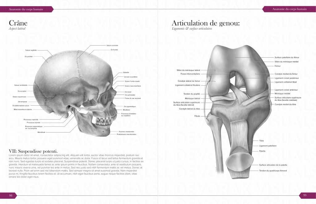 An anatomical illustration. The image consist of a skull with detailed markings 