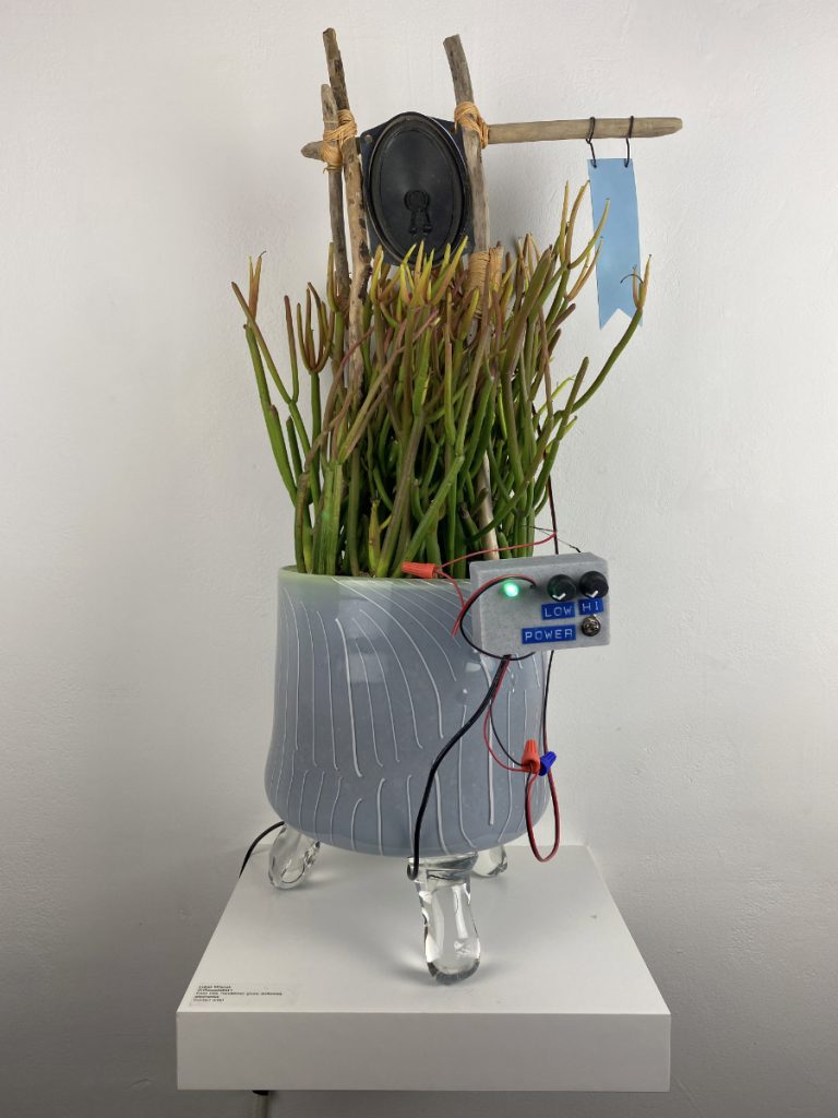 A firesticks plant in a grey glass planter, connected to a wooden frame, an electronic device, and a speaker