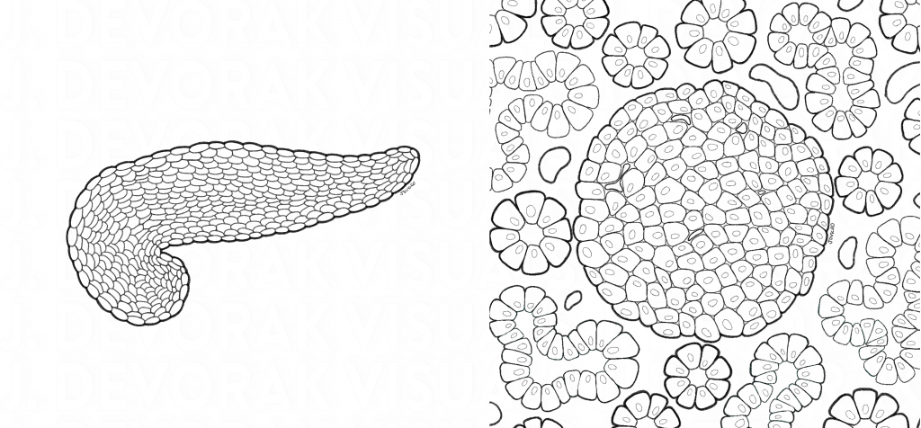 Black and white sketch image of pancreas.