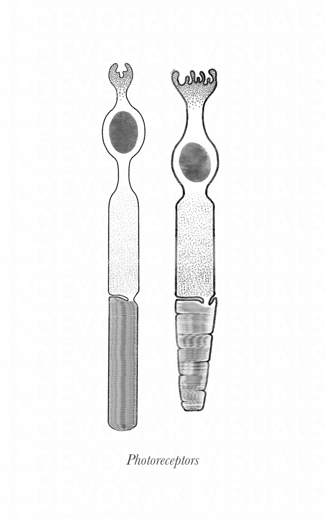 Black and white sketch of photoreceptors (cells in the retina that respond to light).