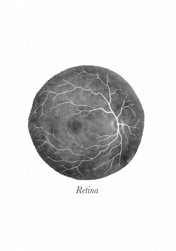 Black and white illustration of a retina.