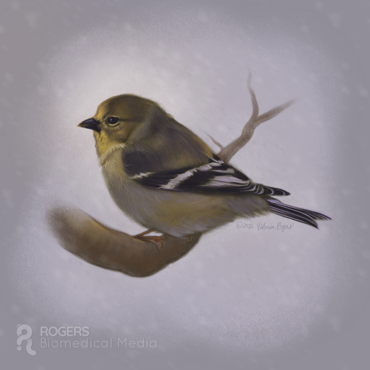 A small snowy_American_Goldfinch
