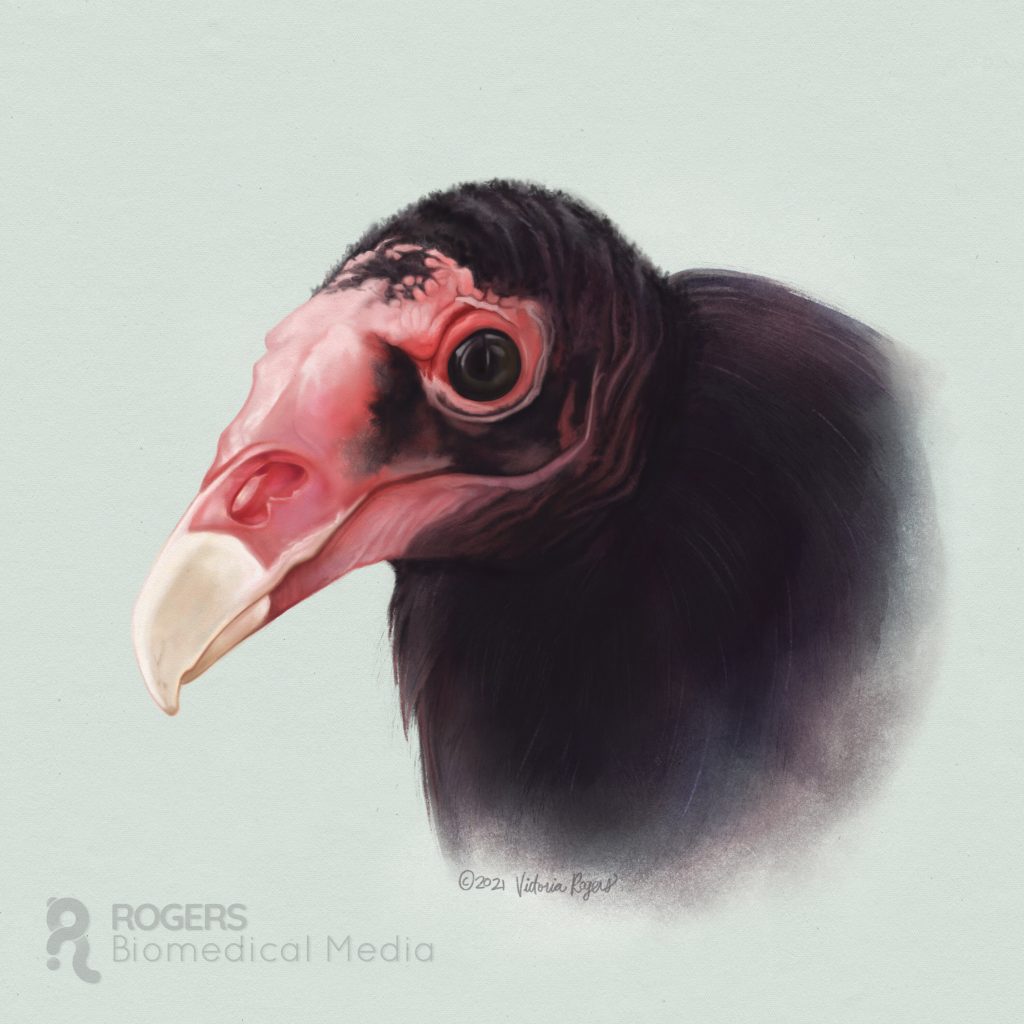 A coloured image of the turkey vulture 