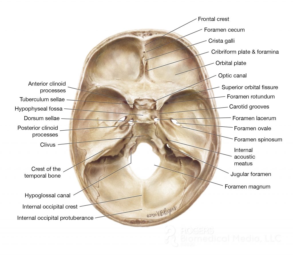 The image is a section of skull with anatomical markings. 