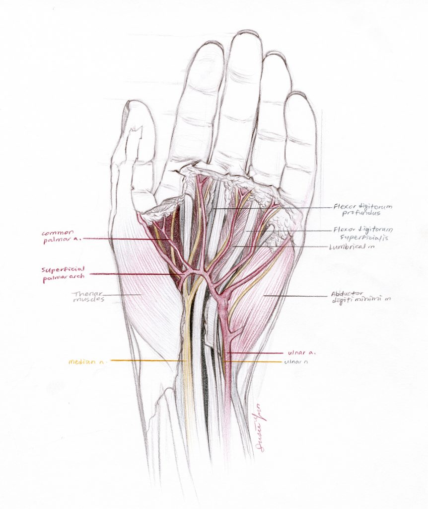 The image shows a cadaver sketch of a hand with anatomy markings.