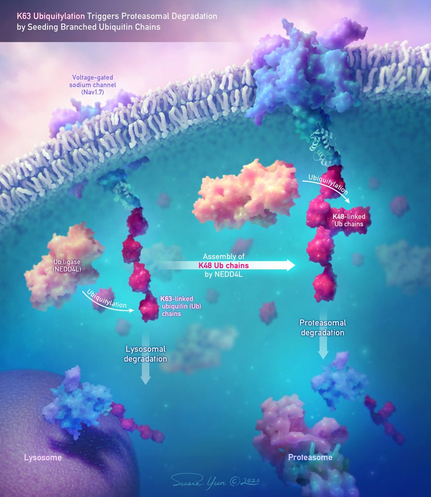 A coloured image showing how K63 ubiquitylation triggers proteasomal degradation 