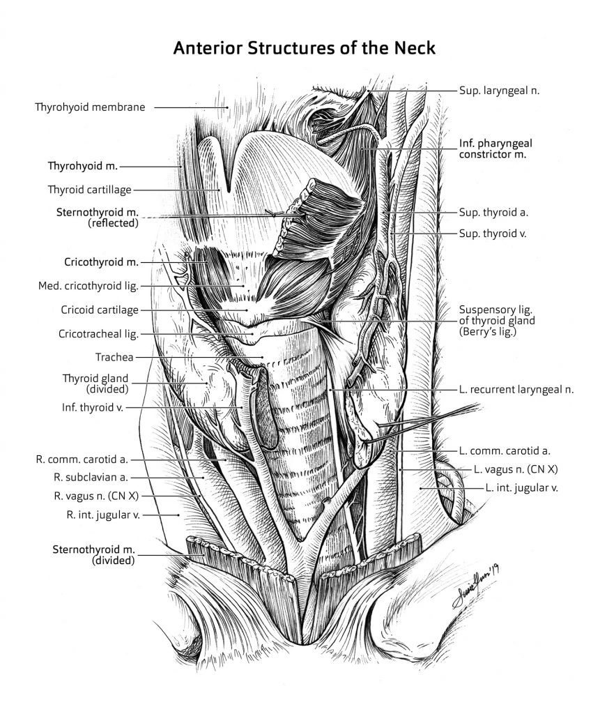 The black and white image shows the structure of the anterior side of the neck with anatomy markings.  