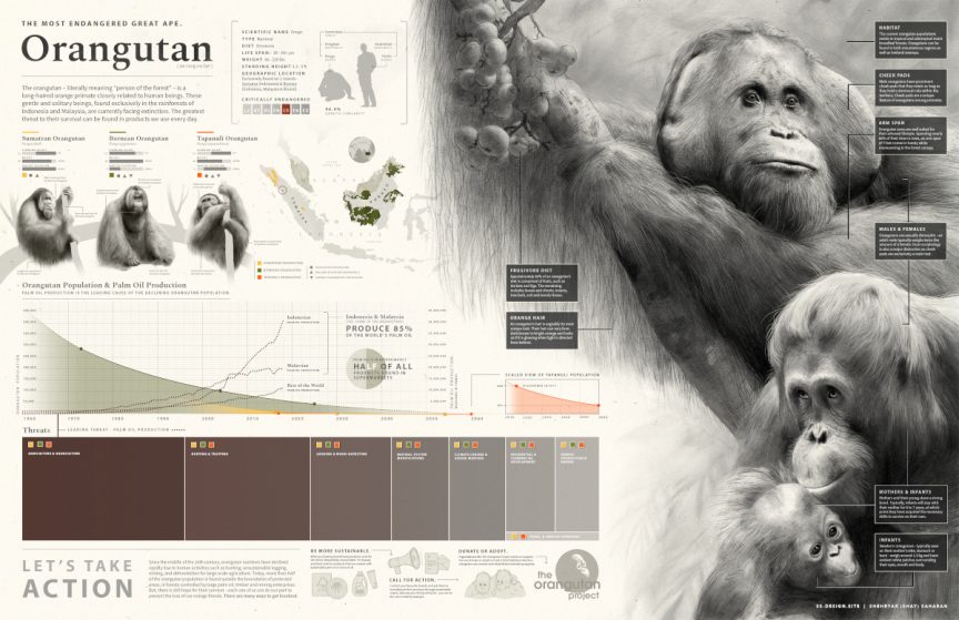 Illustrations of orangutans with information about their habitat and biology, and a chart showing a correlation between an increase in palm oil production and a decline in the orangutan population.