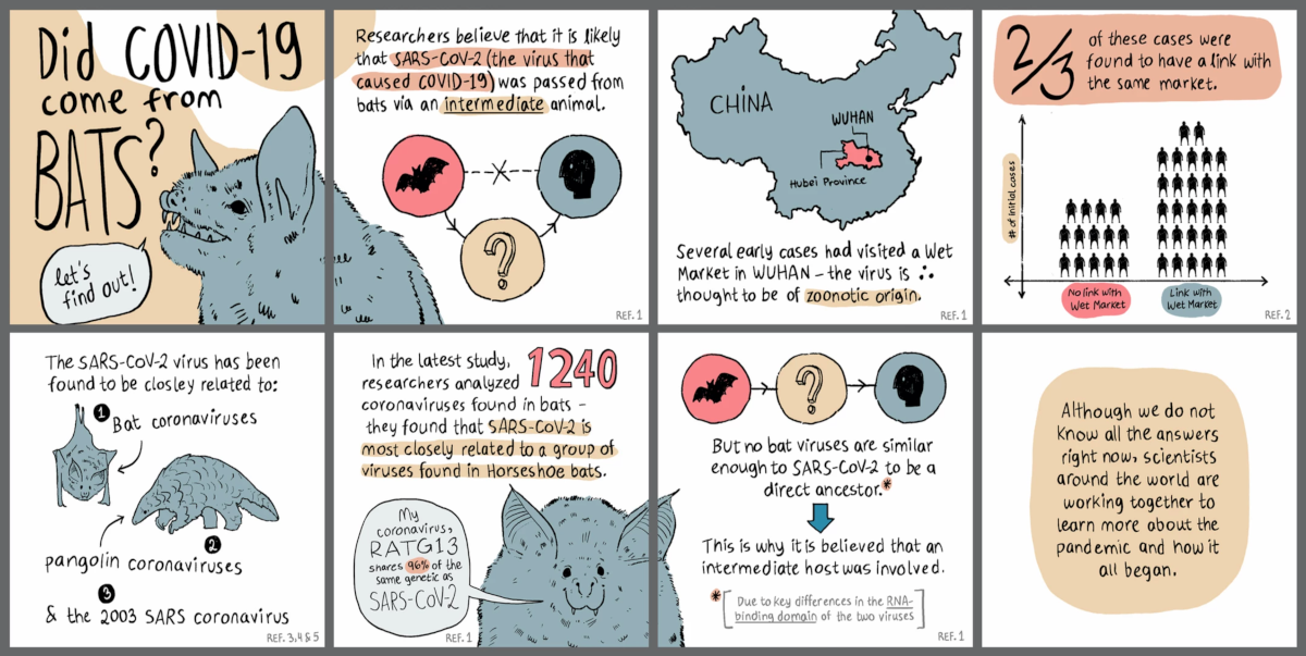 An eight-panel comic strip titled "Did Covid-19 come from bats?" Text and illustrations are used to communicate that an intermediate host likely was involved in the transmission of COVID-19 from bats to humans.