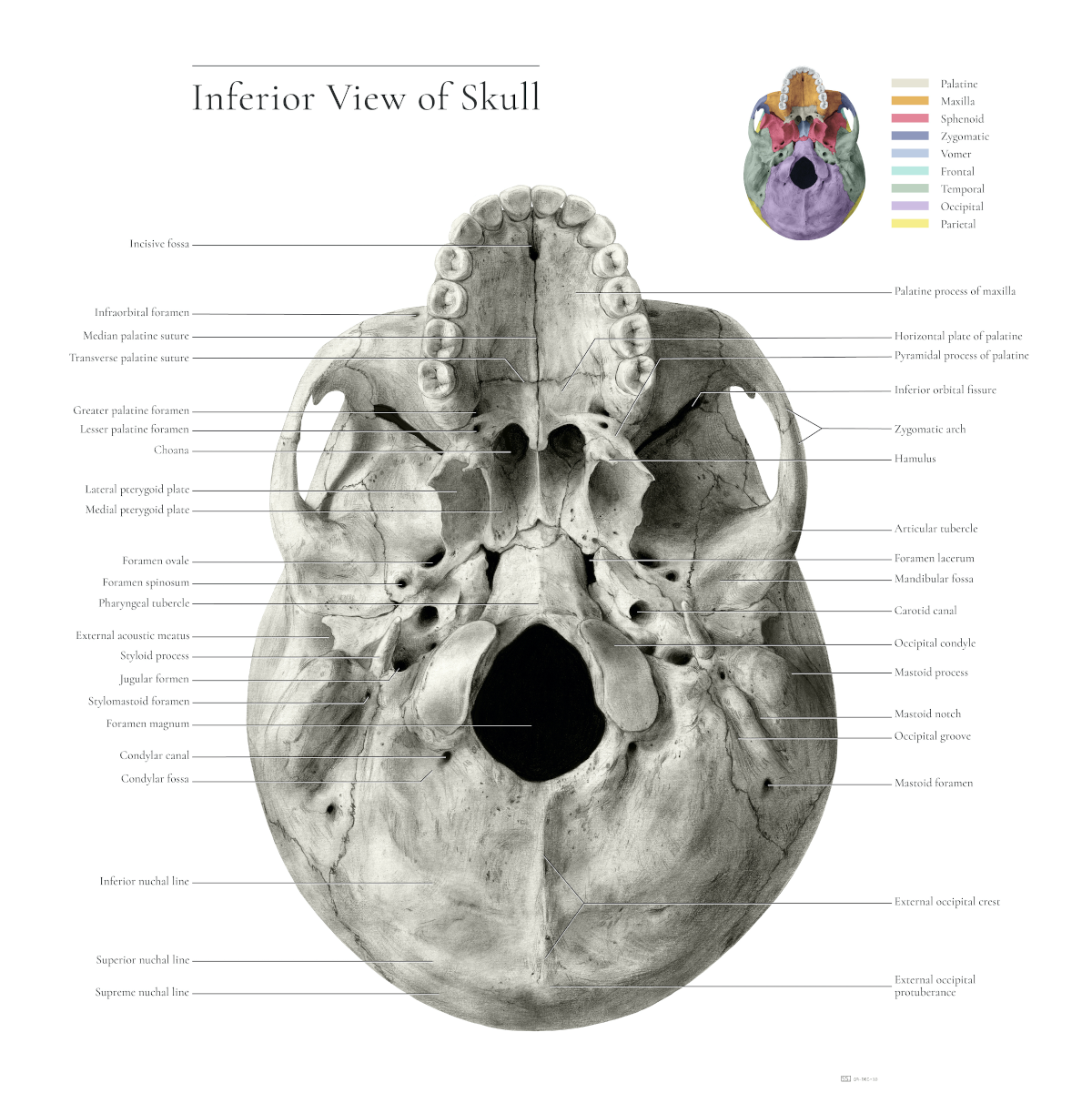 A detailed, lifelike illustration of a view of the human skull from below. The illustration is labeled.
