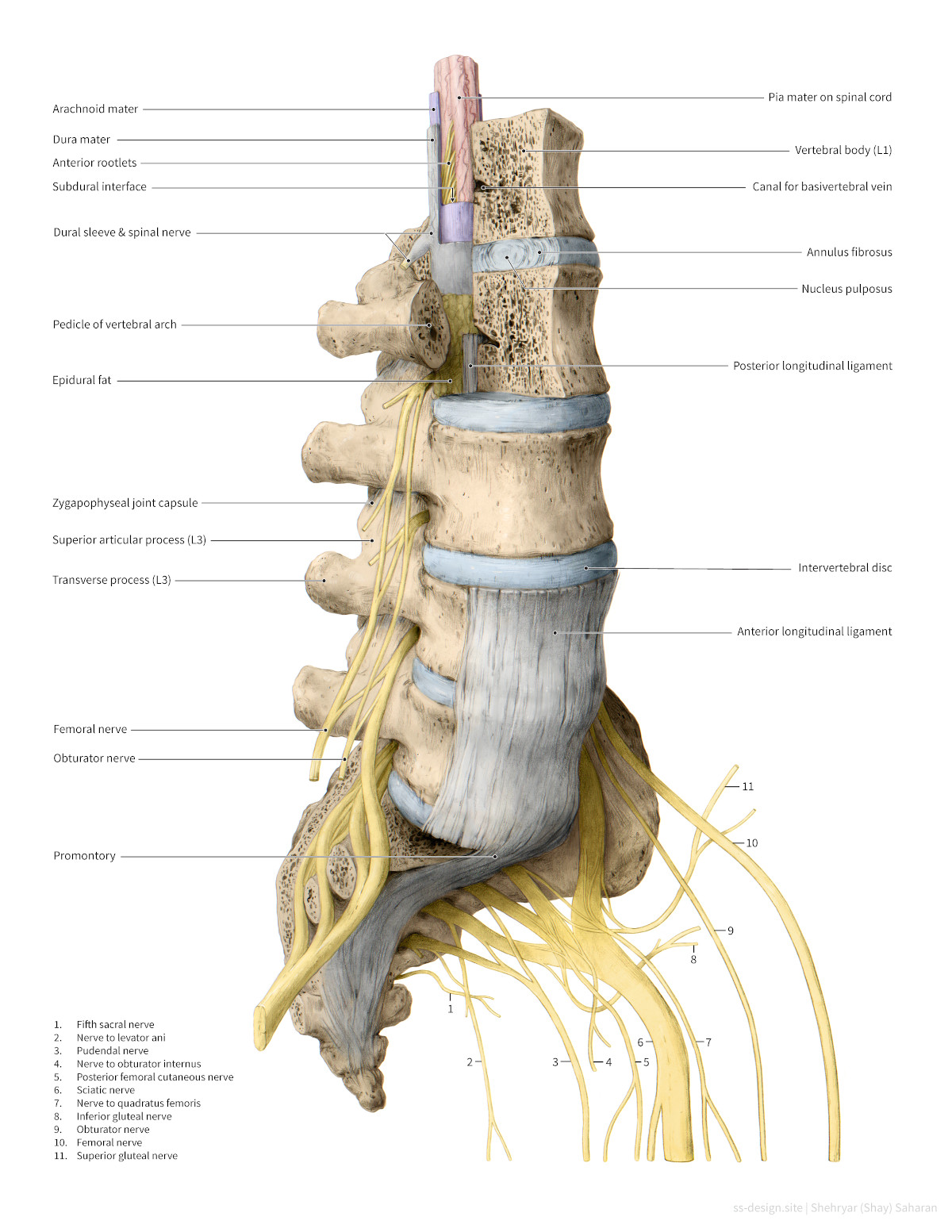 A detailed lifelike illustration of a section of the human spine and sacrum. It is labeled in detail.