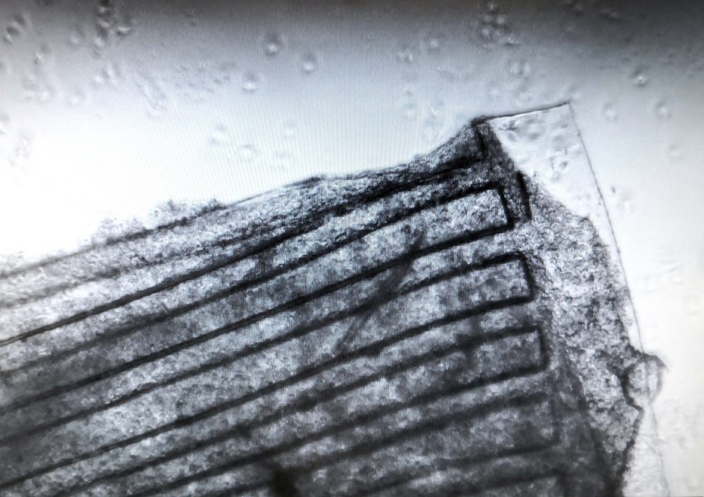 A greyscale microscopic view of a sheet of cells growing on a piece of silk.
