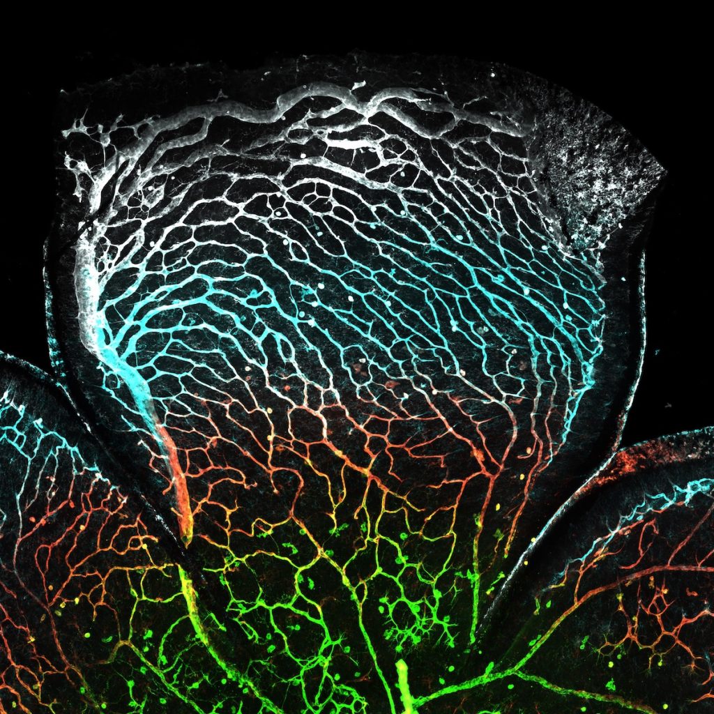 An oblong-like luminous organic shape made up of a series of thin vein-like lines against a black background. It progresses from top to bottom white, blue, orange, and green.