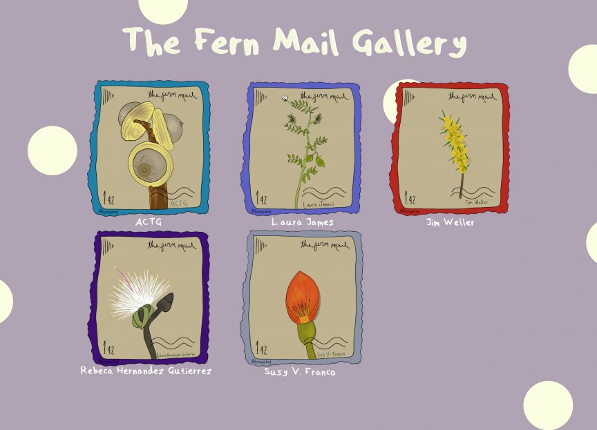 alt text: The Fern Mail Gallery by Sarita Muñoz-Gómez. On a lilac-coloured and sparsely polka-dotted background, five illustrated stamps are laid out in a 3 x 2 grid. From top left to bottom right: Lithocarpus in a teal frame for ACTG, Lens culinaris in a light purple frame for Laura James, Acacia pycnantha in a red frame for Jim Weller, Pseudobombax ellipticum in a dark purple frame for Rebecca Hernandez Gutierrez, and Erythrina edulis in a grey frame for Susy V. Franco.