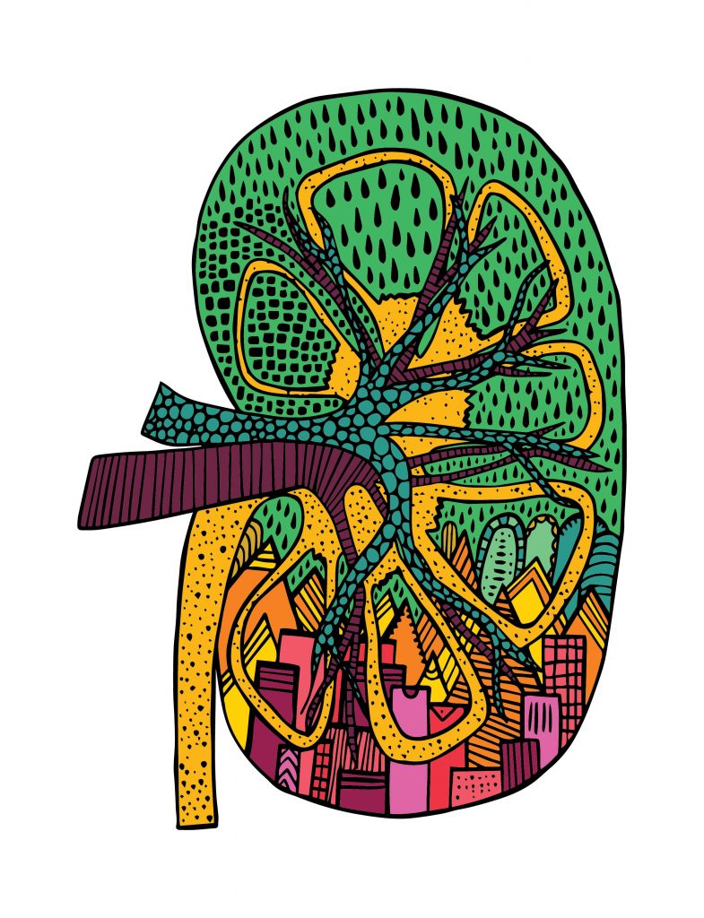A image of kidney with colourful doodles. 