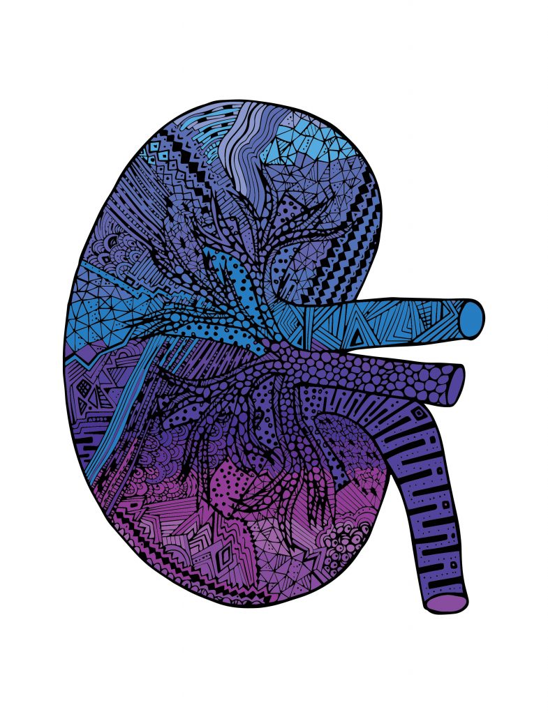 A image of kidney doodled over with blue and purple colours. 
