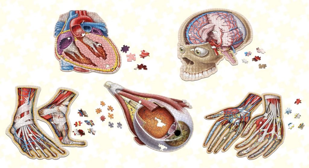 Human anatomy organ puzzle pieces with Genius Games. 