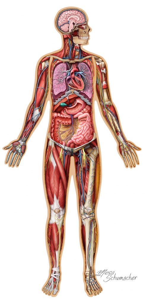 Human anatomy complete puzzles with Genius Games. 