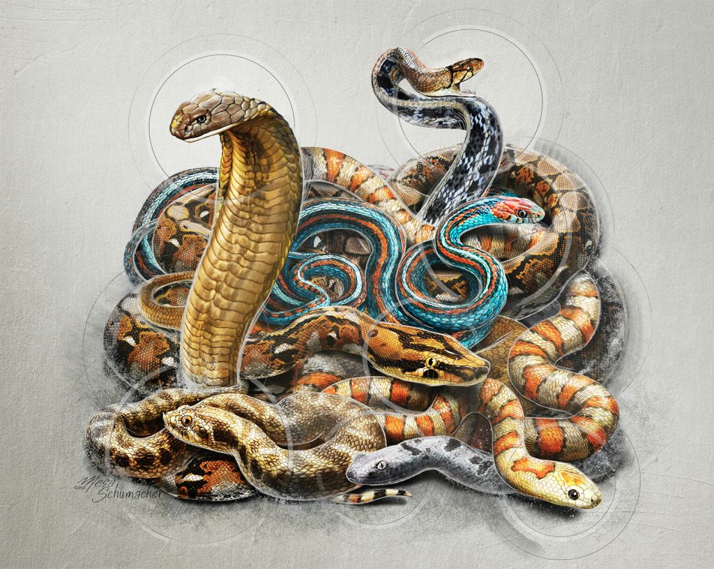 the image shows a number of different colored snakes. 