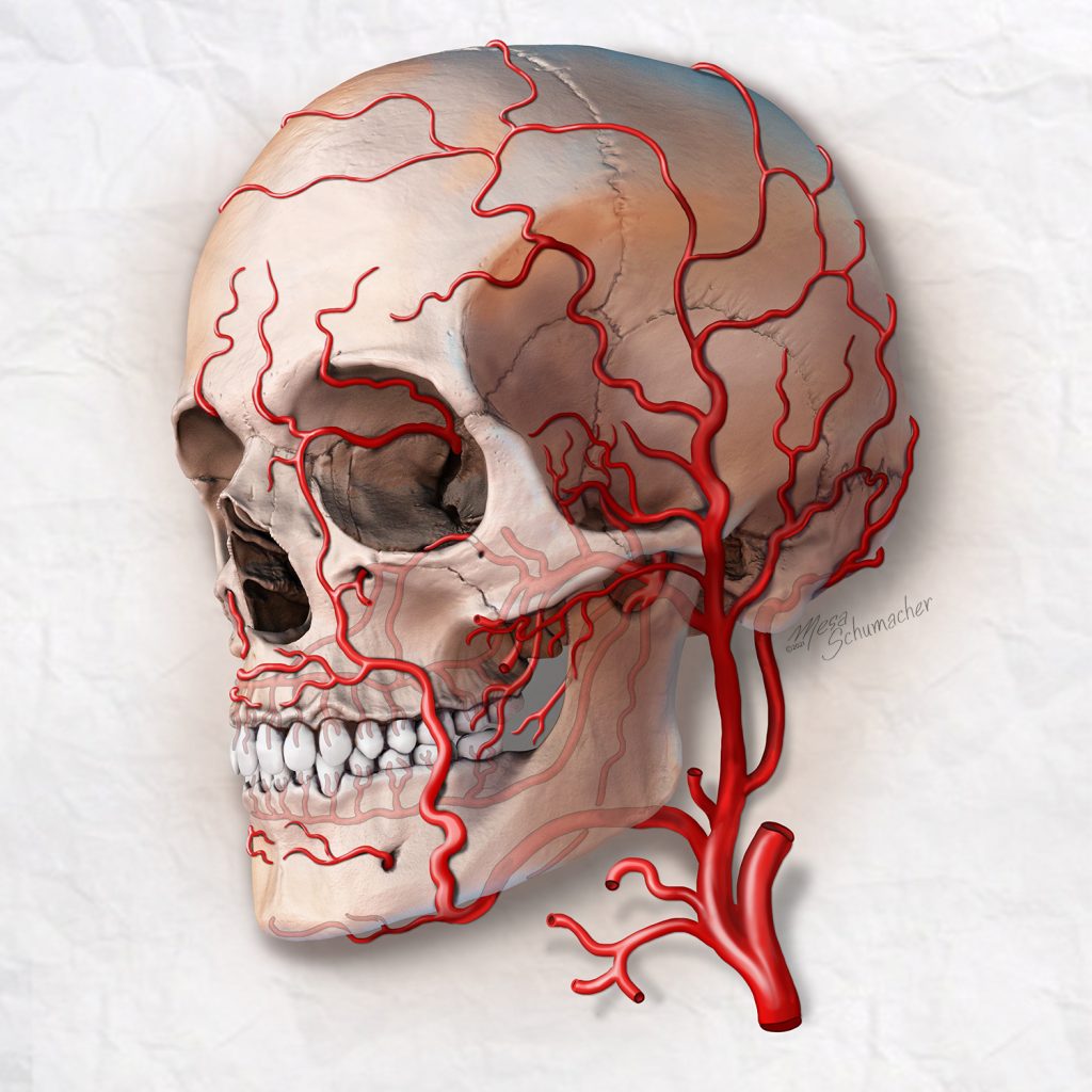 A skull with a red arteries all over.
