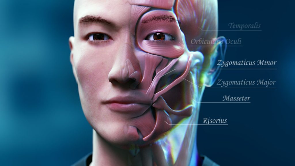 The image depicts facial anatomy with labels.  