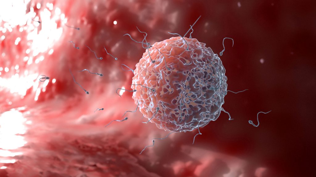 The image depicts sperm and ovum.