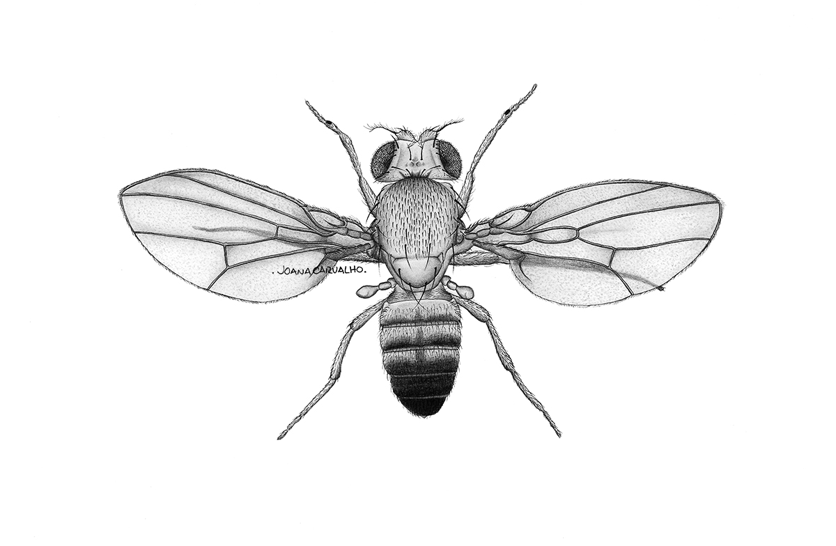 A black and white sketch of a fruit fly (drosophila melanogaster)