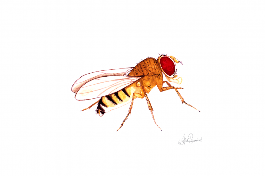 Illustration of a Drosophila female