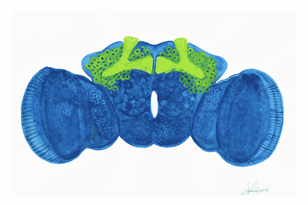 An illustration of the structure of a fly's brain