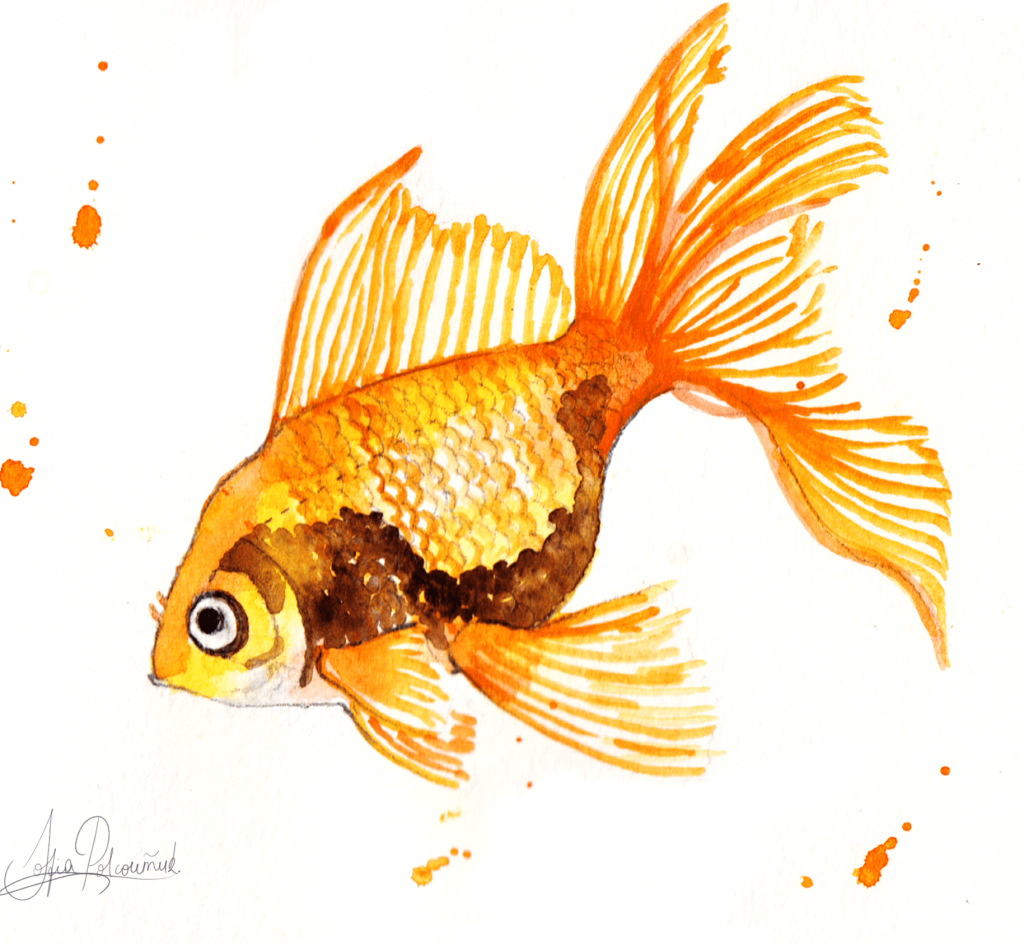 An illustration of a golden fish