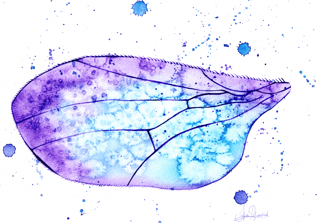 An illustration of an insect wing