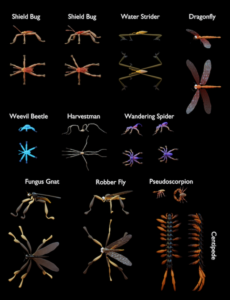 various 3D images of arthropods. from top left to bottom right: shield bug, (second) shield bug, water strider, dragonfly, weevil beetle, harvesttman, wandering spider, fungus gnat, robber fly, pseudoscorpion
